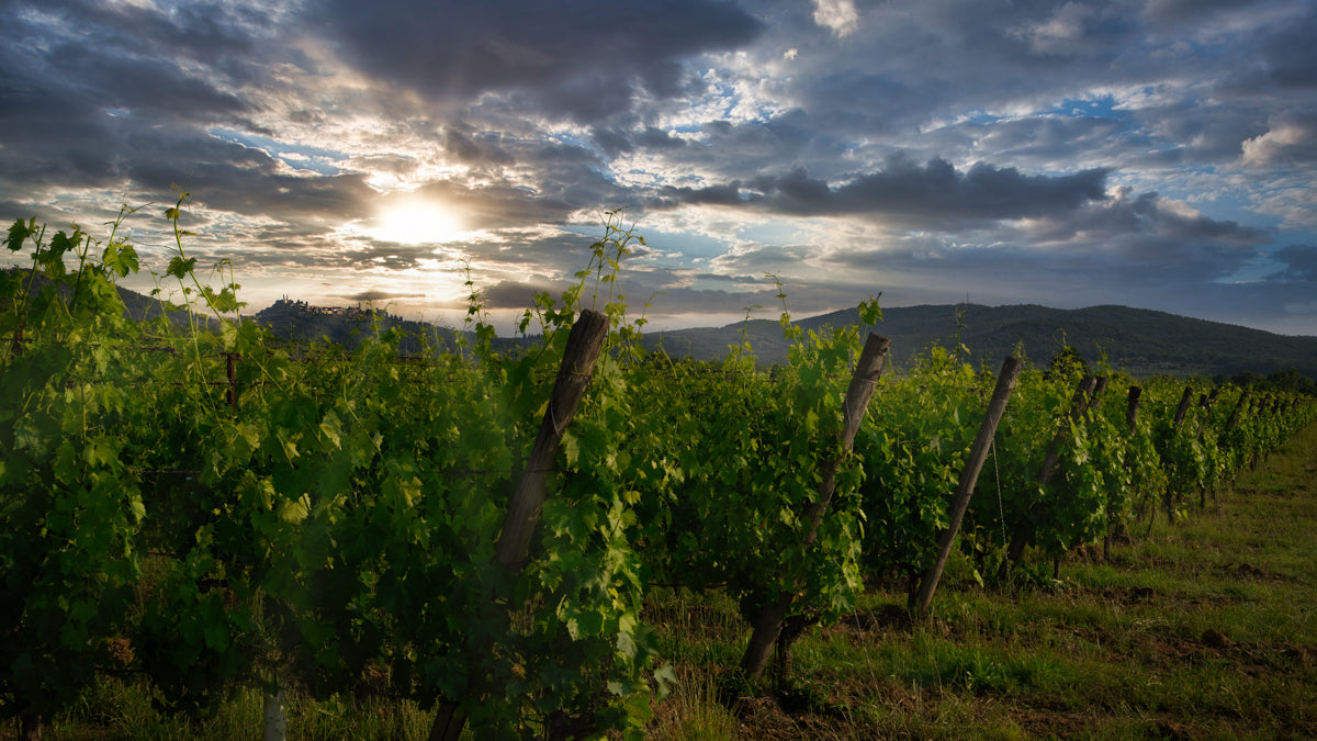 Cantina dei Vini Tipici dell'Aretino s.c.a.